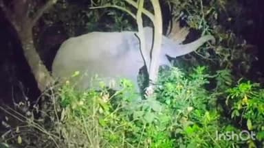 मिहींपुरवा: आम्बा बिछिया मार्ग पर हाथियों के झुंड को देखकर सहमे लोगों ने आधे घंटे तक लगाया जाम, गजमित्रों ने किया अलर्ट