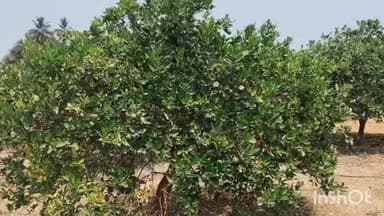 నల్గొండ: నల్లగొండ జిల్లాలోని ఎండల తీవ్రతకు పండ్ల తోటలకు భారీ నష్టం