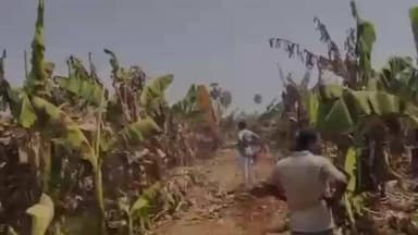 బత్తలపల్లి మండలం పోట్లమర్రి వద్ద అరటి తోటకు నిప్పు