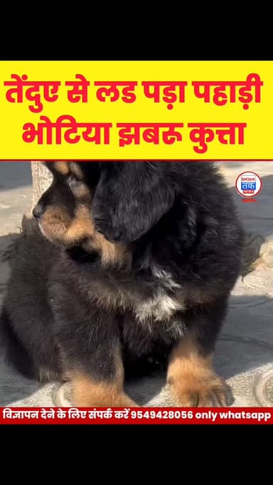 पहाड़ की चोटी पर मौत का मुकाबला! झबरू कुत्ता vs तेंदुआ, रोंगटे खड़े कर देगा VIDEO