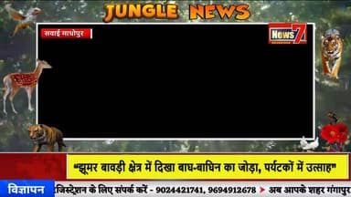 #news “प्रेम में पड़ा रणथंभौर का युवा बाघ, बाघिन संग बढ़ी नजदीकियां” #news7 #sawaimadhopur
