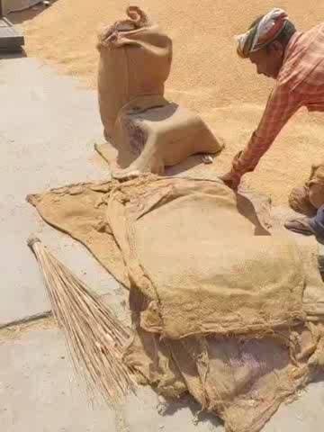 अनूपगढ़: अनूपगढ़ की नई धान मंडी में फटा हुआ बारदाना किया जा रहा है, मजदूर बोले- लगता है सरकार गरीब हो गई