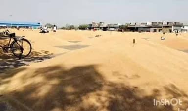 बारां: बारां शहर की कृषि उपज मंडी में मंगलवार को गेहूं 2275 से 2750 और लहसुन 2800 से 13890 रुपए प्रति क्विंटल बिका