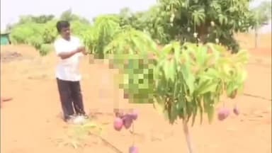 ಕೊಪ್ಪಳ: ವಿಕಲಚೇತನ ರೈತ ನಾಗರಾಜ ಅವರು ಕಲ್ಲತಾರಗೇರಿ ಗ್ರಾಮದಲ್ಲಿ ಮಿಯೋಝಾಕಿ ಬೆಳೆಯುವ ಮೂಲಕ ಲಾಭದ ನಿರೀಕ್ಷೆ