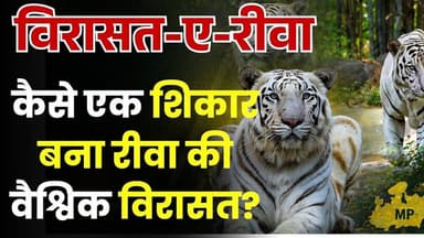 महाराजा की वो एक नजर और बदल गया इतिहास,जानिए कैसे एक शिकार बना रीवा की वैश्विक विरासत?
#WhiteTiger #MohanTheTiger #Rewa...