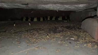 ବଲାଙ୍ଗୀର: ବଗିହା ଗ୍ରାମରେ ଘର ଭିତରୁ ରଣା ସାପ ଉଦ୍ଧାର ସତର୍କତା ସହ ଜଙ୍ଗଲରେ ଛାଡିଲେ ଉଦ୍ଧାରକାରି