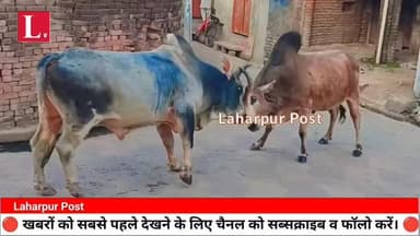 लहरपुर में सांडों के मध्य दो अलग-अलग स्थानों पर लड़ाई से मची अफरा तफरी, एक बाईक हुई क्षतिग्रस्त।
#AkhileshYadav #BJPUP #S...