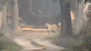दुधवा में सैलानियों की जिप्सी के सामने पहुंचा बाघ