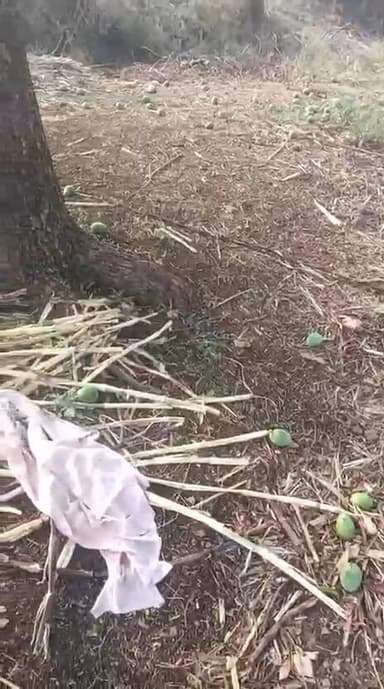 निलंगा तालुक्यातील जामगाव बेंडगा येथे वादळी वार्यामुळे आंबा फळाचे प्रचंड नुकसान