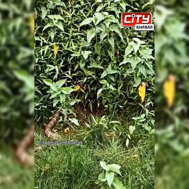 ଦୁଇ ଅହିରାଜ ସର୍ପ ଖେଳିବାର ଦେଖିବାକୁ ମିଳିଛି,
#citykhabarbhadrak