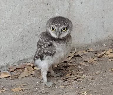 वन्यप्राणियों का किया गया सफलतापूर्वक रेस्क्यू
बड़वानी 21 अप्रैल 2026/वनमण्डलाधिकारी श्री आशीष बनसोड एवं उप वनमण्डलाधिकार...