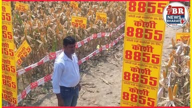 आप मक्का लगाते हैं तो अच्छा मक्का का बीज लगाए ताकि मक्का का वजन हो इस वीडियो को देखें।।