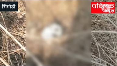 सिंगोड़ी के बाईपास में मिला नर कंकाल पुलिस ने पीएम कराकर डीएनए की जांच के लिए भेज सैंपल, क्षेत्र में तरह-तरह की चर्चाएं...