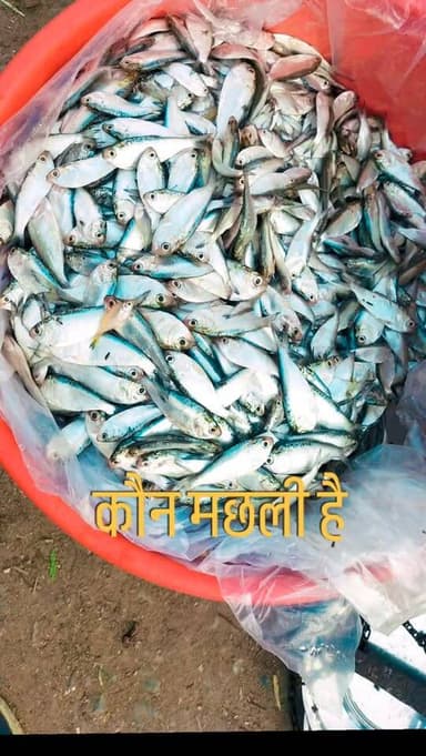 कौन मछली है