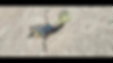 मुफस्सिल थाना क्षेत्र अंतर्गत चिराटोली जंगल में महिला का क्षत विक्षत अवस्था में मिला शव