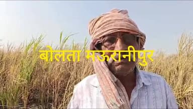 झांसी के गरौठा तहसील क्षेत्र के ग्राम गुढ़ा में बिजली के तारो से हुए फाल्ट से गन्ने की फसल पूरी तरह जलकर नष्ट