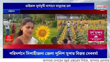 চড়িলামের সূর্যমুখী বাগান ভাইরাল, মানুষ ঢুকছে লাইন দিয়ে—ফুলগুলোও অবাক!