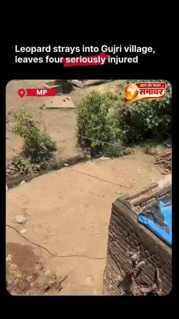 Leopard fear in Gujri Dherya: A has .#LeopardAttack #Wildlife Attack#Dhamnod#GujriVillage #DharNews