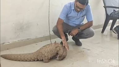 रायपुर: दुर्लभ वन्यजीव पैंगोलिन की तस्करी का खुलासा, करोड़ों रुपए में हो रही थीं डील, वन विभाग की टीम ने तस्करों को दबोचा