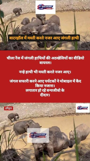 जंगल में मस्ती करते नजर आए जंगली हाथी, नन्हे हाथियों ने भी जमकर की अठखेलिया, पर्यटकों ने मोबाइल में कैद किया नजारा। सोशल...