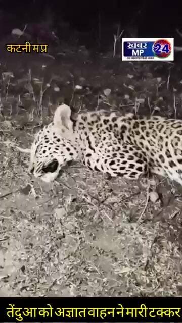 तेंदुआ को अज्ञात वाहन ने मारा टक्कर,बडवारा वन विभाग की टीम ने किया रेस्क्यू