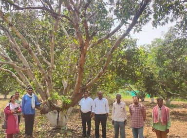 शासकीय उद्यान रोपणी कोपाबेड़ा, विकासखण्ड-कोण्डागांव में आम फल बहार की नीलामी बुधवार को सफलतापूर्वक संपन्न हुई। नीलामी मे...