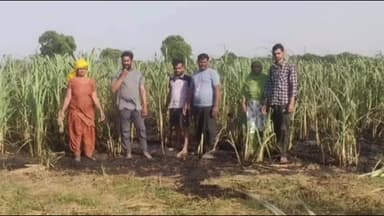 खेकड़ा: खेकड़ा-बड़ागांव मार्ग पर बिजली की चिंगारी से 10 बीघा गन्ने की फसल जली, किसानों को 2 लाख रुपये का अनुमानित नुकसान