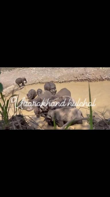 हरिद्वार के राजाजी टाइगर रिजर्व की चीला रेंज में सफारी के दौरान पर्यटकों को हाथियों का झुंड पानी में मस्ती करता नजर आया।...