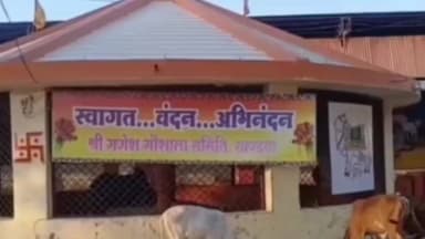 खंडवा: भीषण गर्मी में गायों के लिए कूलर चलवा रहे सेवक, फल-सब्जी और ग्लूकोस पिलाकर कर रहे सेवा