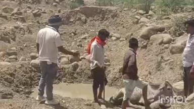 मेहगांव: सिसोनियां बरथरा स्टेडियम के पास पानी के गड्ढे में फंसे गौवंश को गौ सेवकों ने कड़ी मशक्कत से निकाला