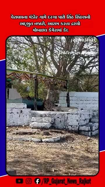 વેરાવળમાં દરગા પર આરામ કરતા સિંહ સિંહણનો અદ્ભુત વિડિયો મંડોર ગામે દૃશ્યો વાયરલ