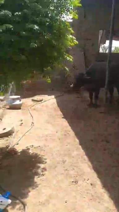 हरियाणा राजस्थान की सीमा पर खेतों में बनी ढाणी के अंदर पाकिस्तान का नाम लिख्खा गिरा गुब्बारा, पुलिस मौके पर पहुंची
हरिय...