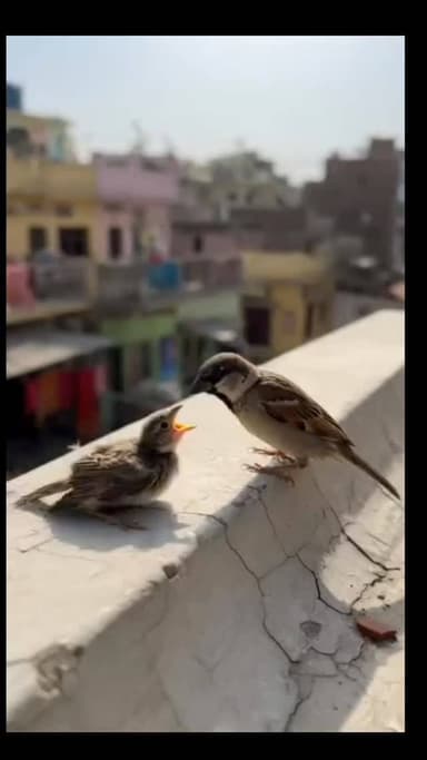 #बहुत प्यारा #संदेश है ज्यादा से ज्यादा शेयर करें #viralvideo