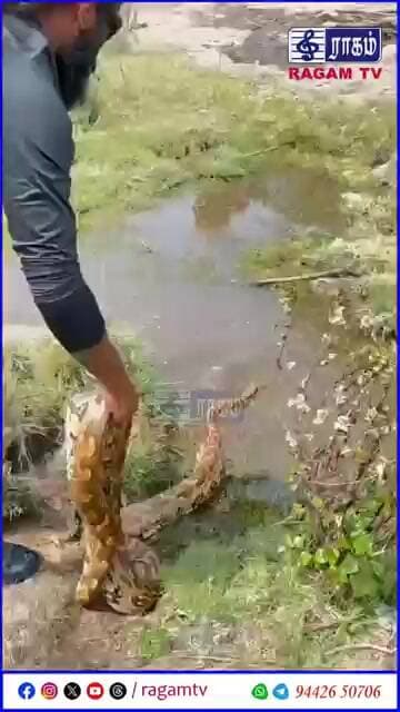 சோலூர் கோலிபத்து என்ற இடத்தில் கேரட் தோட்டத்தில் இருந்த சுமார் 15.5 அடி நீளமுள்ள மலைப்பாம்பு