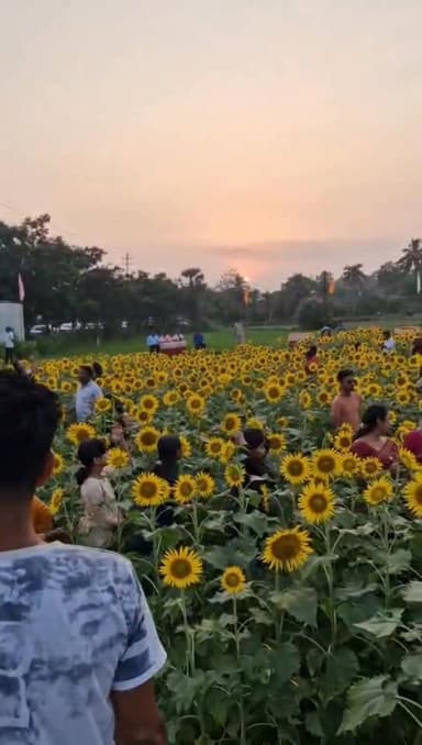 সূর্যমুখী 🌻🌻 বাগানে প্রবেশ টিকেট দশ টাকা করে। চড়িলামে বাগানে ফুল প্রেমীদের ভিড়।।
