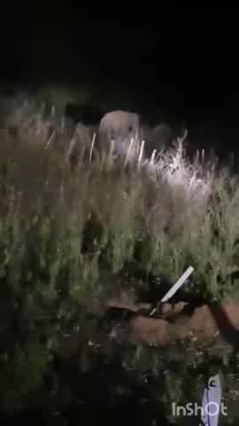 ଜି ଉଦୟଗିରି: ପଦା ସାହିରେ ଦୁଇଟି ଦନ୍ତା ହାତୀ, ଲୋକେ ଭୟଭୀତ