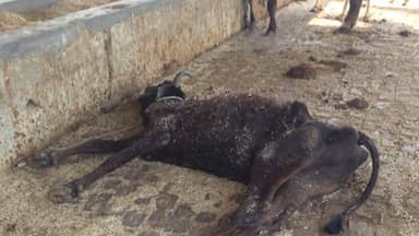 निरीक्षण में खुली गौशाला की पोल: भूख-प्यास से तड़पते मवेशी, अव्यवस्थाओं का अंबार
कौशांबी | नेवादा क्षेत्र | चकपीन्हा गा...