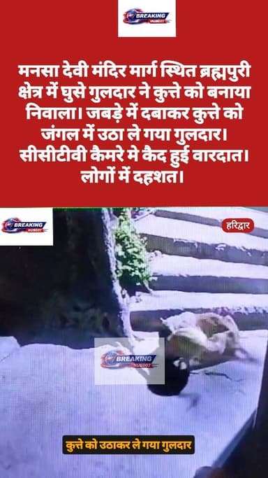 गुलदार ने कुत्ते को बनाया निवाला। आबादी से जबड़े में दबाकर ले गया जंगल। मनसा देवी मंदिर मार्ग स्थित ब्रह्मपुरी क्षेत्र क...