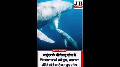 समुंदर की गहराइयों में ममता का अद्भुत दृश्य, ब्लू व्हेल ने बच्चे को पिलाया दूध