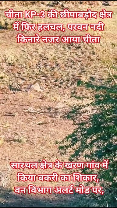 Follow...चीता KP-3 की छीपाबड़ौद क्षेत्र में फिर हलचल,
परवन नदी किनारे नजर आया चीता,
सारथल क्षेत्र के खरण गांव में किया ब...