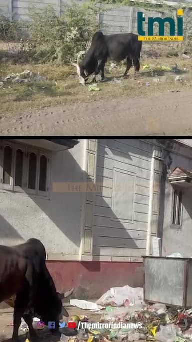 पिंडवाड़ा में सफाई सिर्फ फोटो तक सीमित, जमीनी हकीकत बदहाल
#sirohi #marudharaaina #TMInews #Bigbreaking #pindwara @siroh...