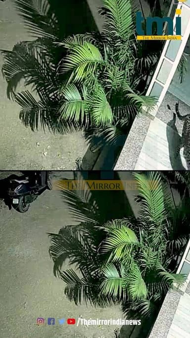 देसूरी में घर में घुसा लेपर्ड, आंगन में घूमता रहा:कुछ नहीं मिला तो वापस लौटा, एक महीने पहले यहीं किया था कुत्ते का शिकार...