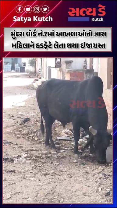 મુંદરા વોર્ડ નં.7માં આખલાઓનો ત્રાસ, મહિલાને હડફેટે લેતા થયા ઇજાગ્રસ્ત