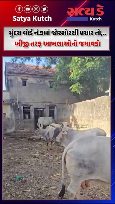 મુંદરા વોર્ડ નં.5માં જોરશોરથી પ્રચાર તો,.. બીજી તરફ આખલાઓનો જમાવડો