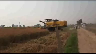 हनुमानगढ़: जिले में गेहूं की कटाई लगभग पूरी, खेतों में चल रही कंबाइन मशीनें, किसान अगली फसल की तैयारी में जुटे