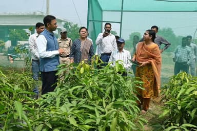 कलेक्टर श्री कुलदीप शर्मा ने हाई टेक नर्सरी सिंघरी का किया निरीक्षण, सिंचाई क़ी बेहतर व्यवस्था के साथ नर्सरी में पौधे तैय...