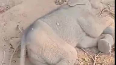 लैलूंगा: जंगल में मिला 4 महीने के हाथी शावक का शव, वन विभाग में मचा हड़कंप