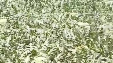 नौहट्टा: नोहट्टा में तरबूज की खेती प्रमुख रूप से की जाती है