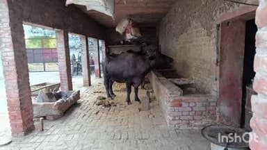 बसेड़ी: पशुओं को गर्मी से बचाने के लिए जारी की गई एडवाइजरी