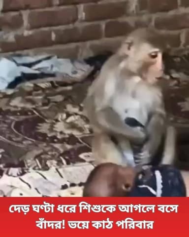 মুজাফফরনগরের চরথাওয়ালে একটি বাঁদর একটি 3 মাস বয়সী শিশুকন্যাকে আগলে ধরে বসেছিল। পশুপ্রেমী সানি এবং পুলিশ প্রায় দেড় ঘন...